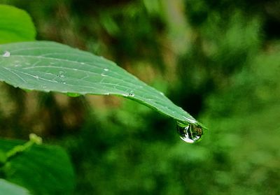Close-up of water drop on leaf