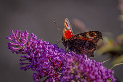 Close-up of butterfly pollinating on purple flower