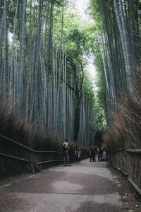 People walking on footpath in forest