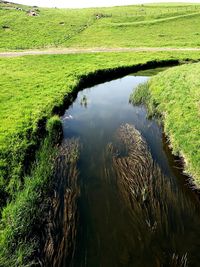 Reflection of trees in lake