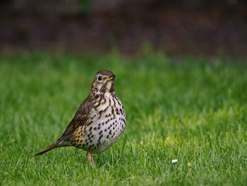 Thrush on grassy field