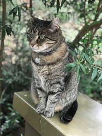 Close-up of cat sitting outdoors