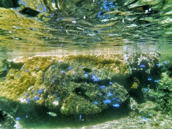 Full frame shot of turtle swimming in water