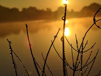 Close-up of silhouette plants against sky during sunset