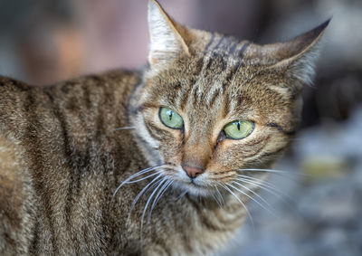 Close-up portrait of a cat