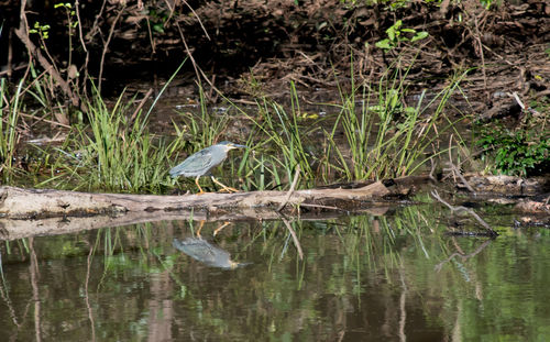 High angle view of gray heron perching on lake