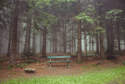 Empty bench in park