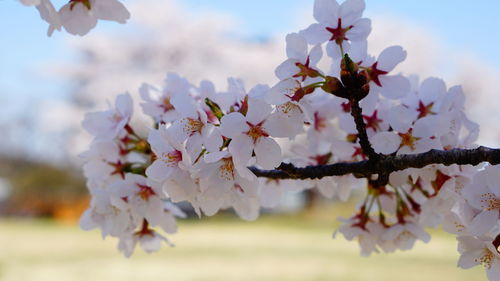 Close-up of cherry blossom tree