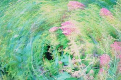 Full frame shot of multi colored grass