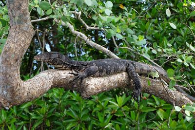 Iguana on tree