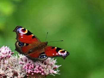 Beautiful and colourful european peacock butterfly on pink fowers, with a green background
