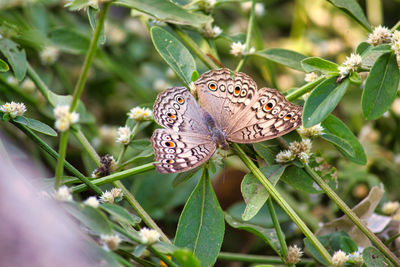 Close-up of butterfly pollinating on flower