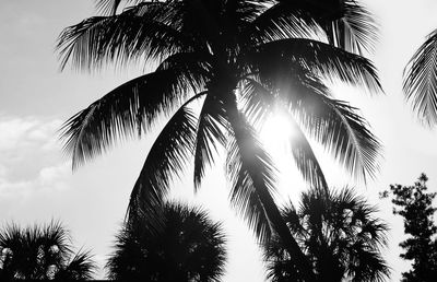 Low angle view of coconut palm trees against sky