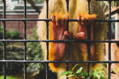 Close-up of monkey in cage at zoo