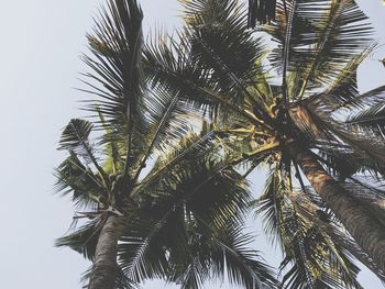 Low angle view of palm trees against sky