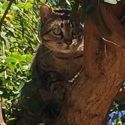 Portrait of cat sitting on wall