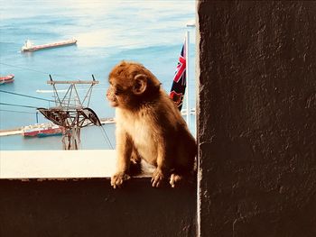 Monkey against sea on retaining wall