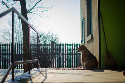 Dog sitting at porch