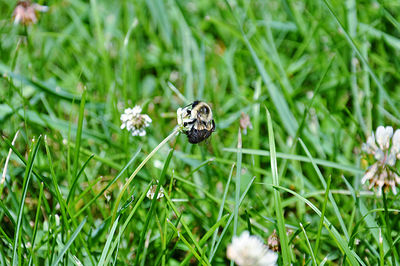 Close-up of bee on clover flower