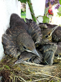 Young birds in nest