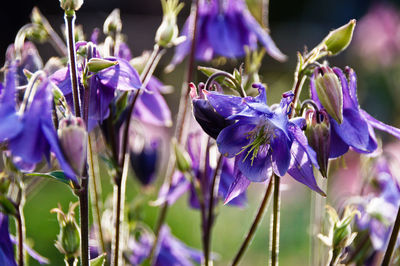 Close-up of purple flowering plants