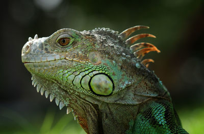 Close-up of lizard