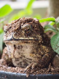 Close-up of frog on field