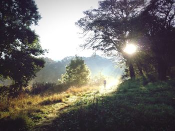 Close-up of wet tree during sunset