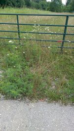 Plants growing on grassy field