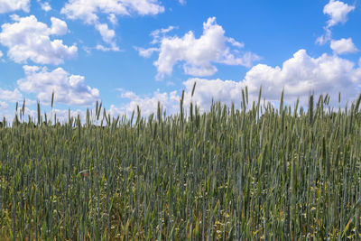 Beautiful panorama of agricultural crop and wheat fields on a sunny day in summer.