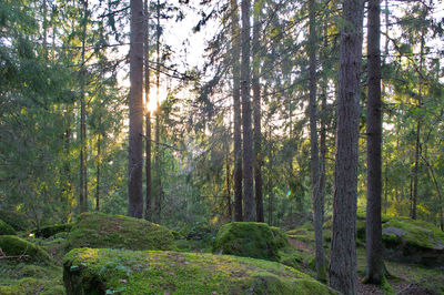 Scenic view of forest