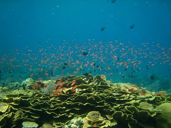 Fish swimming in sea