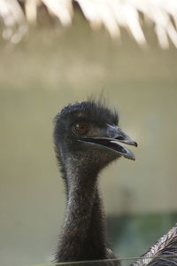 Bird emu from aussy