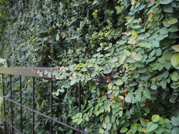 Close-up of ivy growing on tree