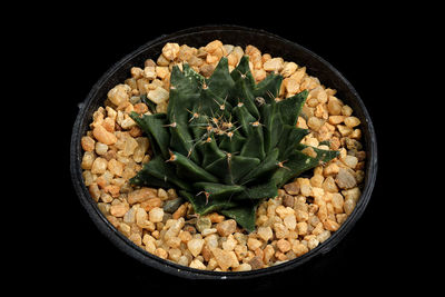 High angle view of plants against black background