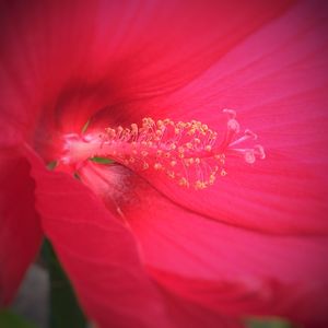 Close-up of pink hibiscus