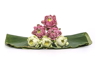 Close-up of purple roses on white background