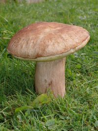 Close-up of mushroom growing on field