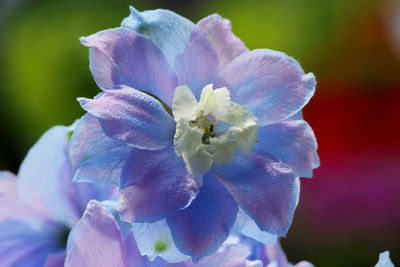 Close-up of flower blooming outdoors