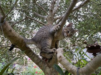 Low angle view of cat on tree