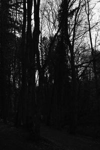Trees in forest against sky