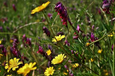 Close-up of yellow flower