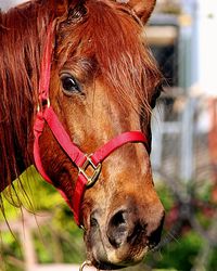 Close-up of horse