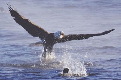 Eagle flying over water