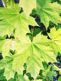 Full frame shot of leaves