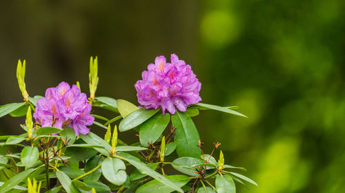 Close-up of pink flowering plant