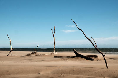 Driftwood on beach against clear sky