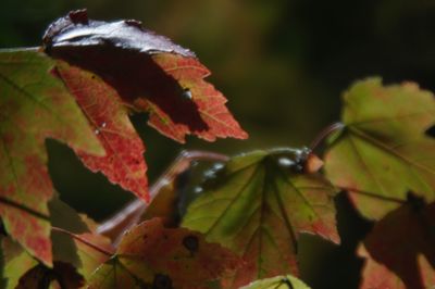 Close-up of maple leaves on plant