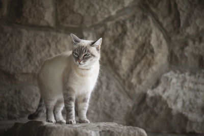 Portrait of cat sitting on rock