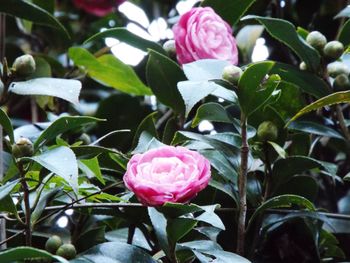 Close-up of pink roses blooming outdoors